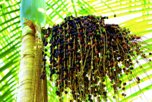 Acaizeiro Acai