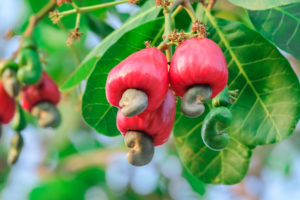 Australian cashews bulk: Cashew Fruit Tree