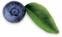 Tropical Brazil 50 Berry 1