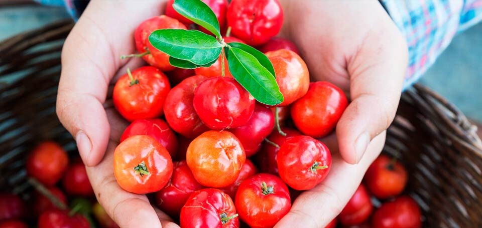 Top 11 benefits of Acerola cherry