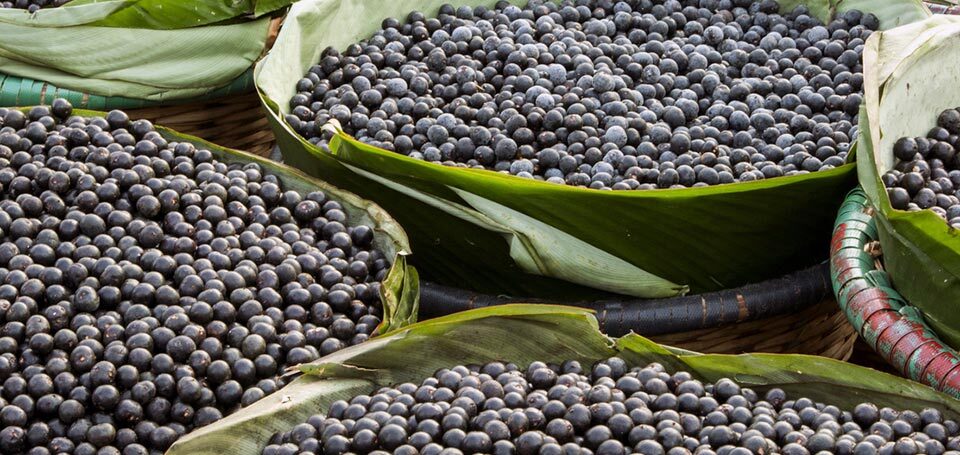 What is Açaí?