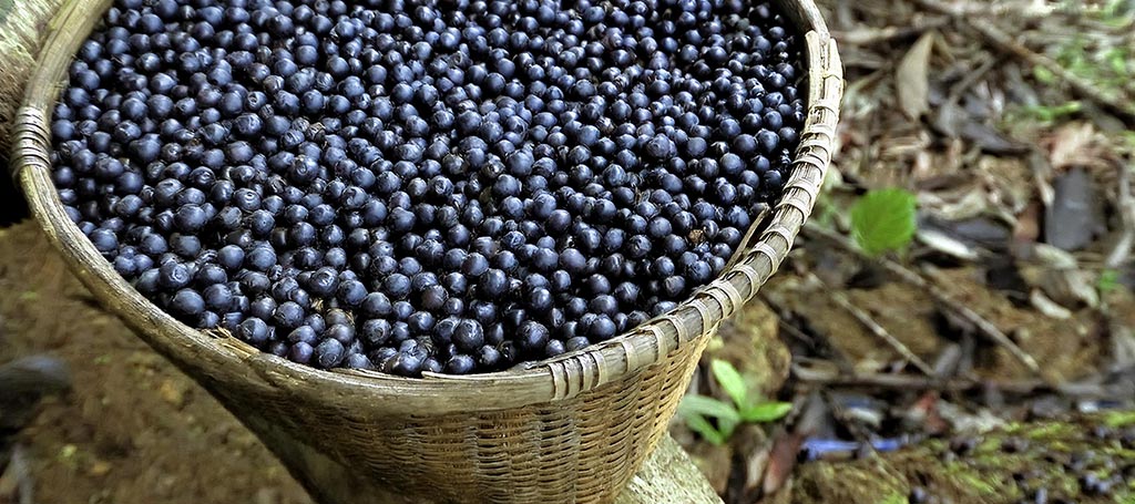 basket made of straw, full of açaí