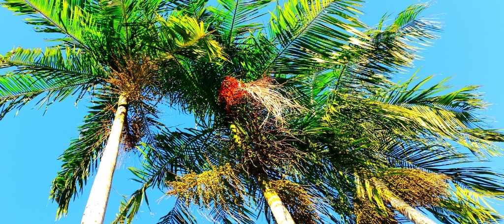 Açaí Palm